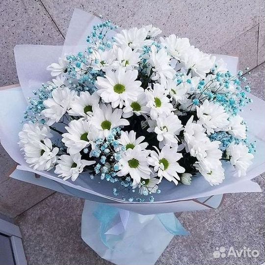 Хризантема