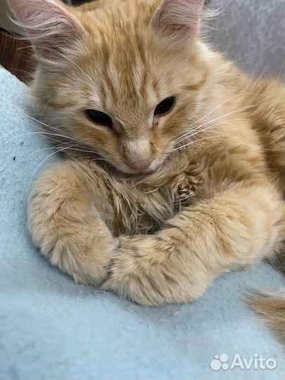 Рыжий котик в добрые руки 10 месяцев