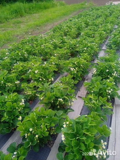 Клубника сорт Лорд морозостойкая