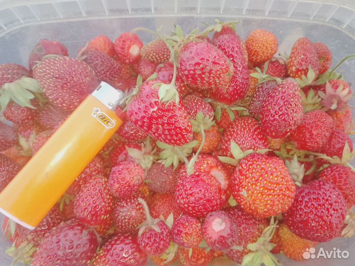 Саженцы клубники в ассортименте