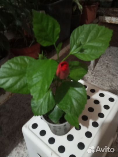 Гибискус китайская роза