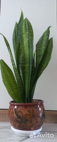 Сансевиерия