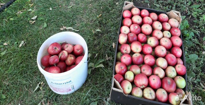 Яблоки со своего сада, от 5кг