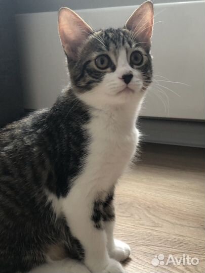 Кошки в добрые руки