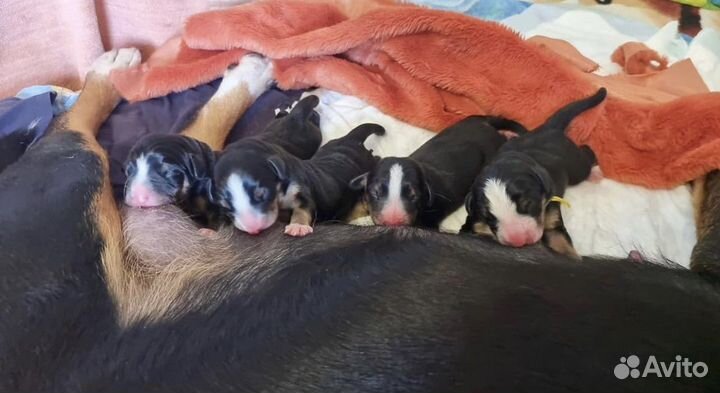 Энтлебухер зенненхунд вязка