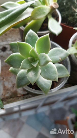 Суккуленты