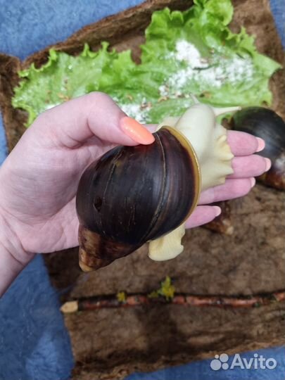 Улитки архахатины бенины, овумы