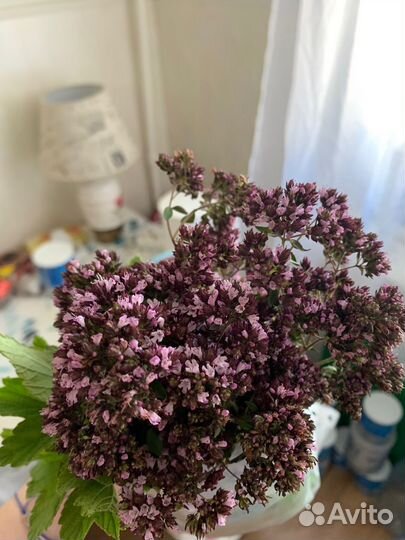 Трава душица