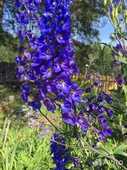 Дельфиниум саженцы разные цвета