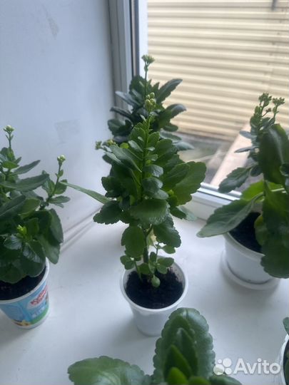 Цветущий Каланхоэ комнатный цветок