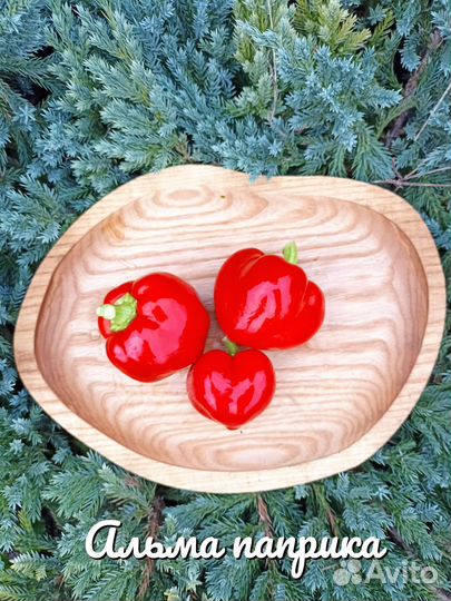 Семена острого перца