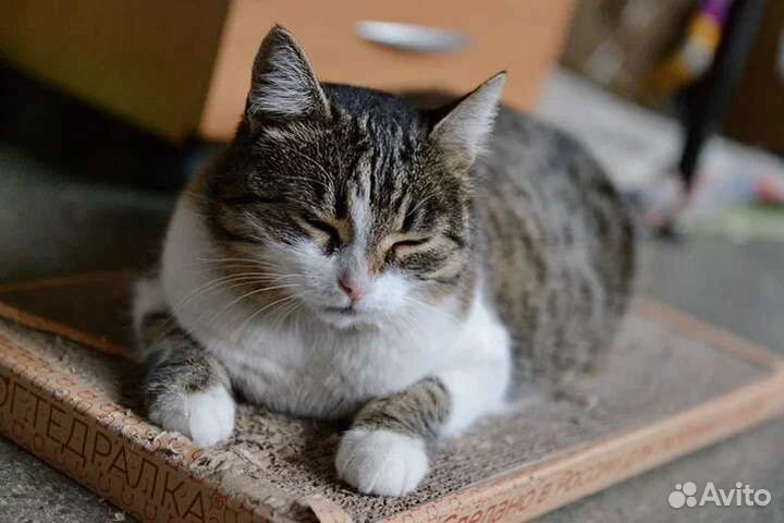 Мурчалка Бэтти, была домашней