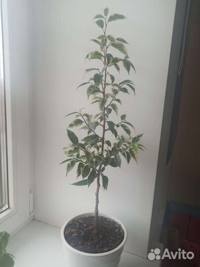 Фикус бенджамина 60-70см