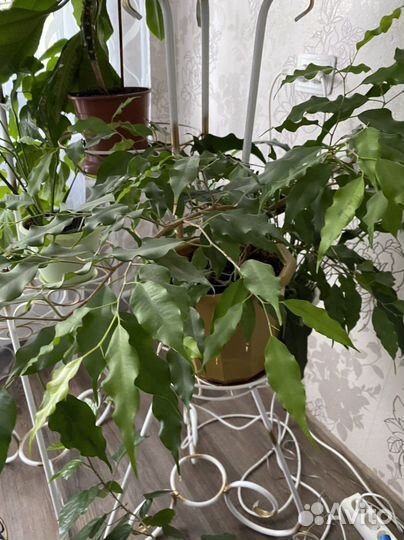 Комнатные цветы