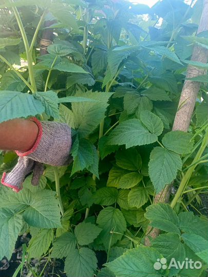 Саженцы ремонтантной малины