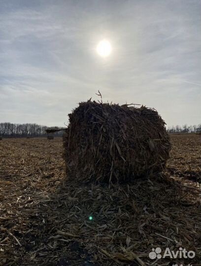 Кукуруза с качанами