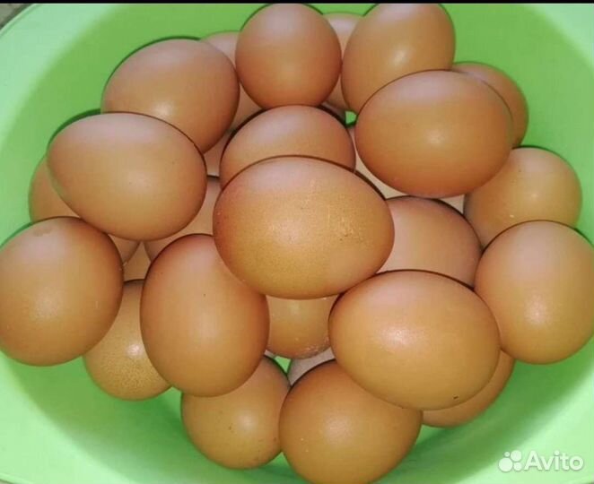 Домашние куриные яйца