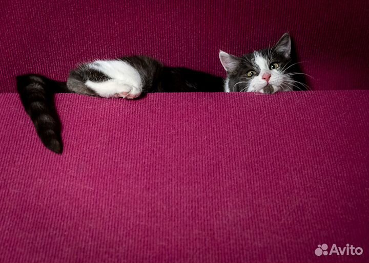 Озорной и добрый Тоторо ищет дом