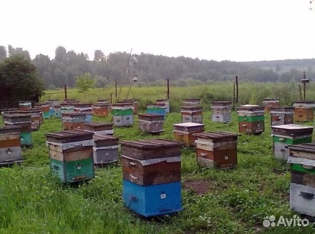 Мёд 24 года из Алтая опт