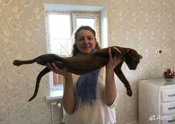 Ориентальный кот вязка