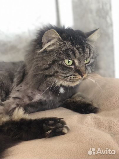 Мася - сибирская красавица ищет семью