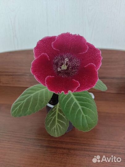 Глоксинии цветущие разные