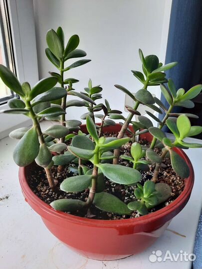 Крассула толстянка денежное
