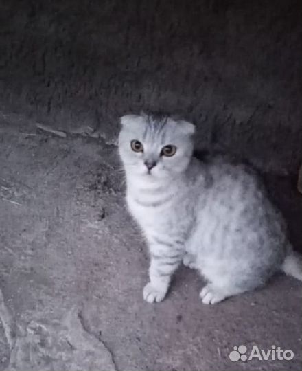 Котик в добрые руки