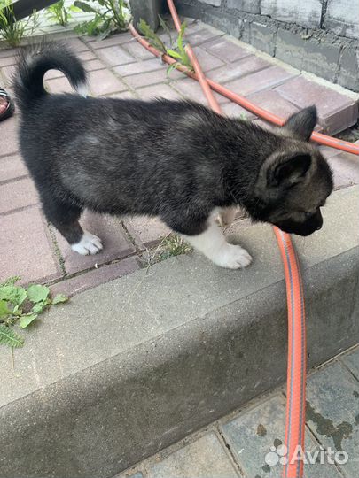 Щенки хаски