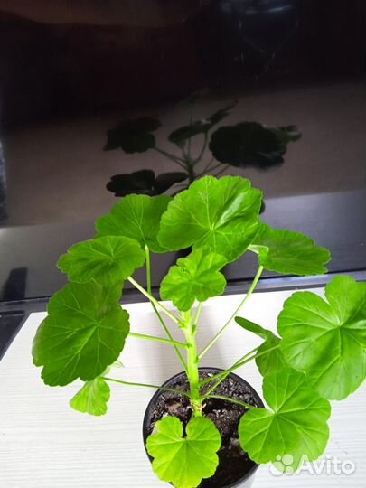 Герань пеларгония