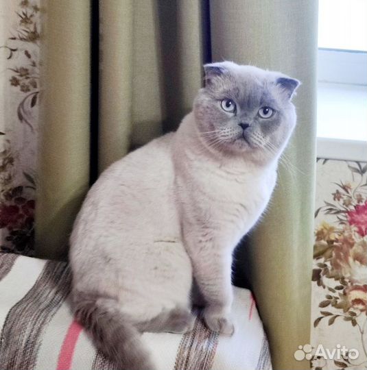 Шотландский вислоухий кот вязка