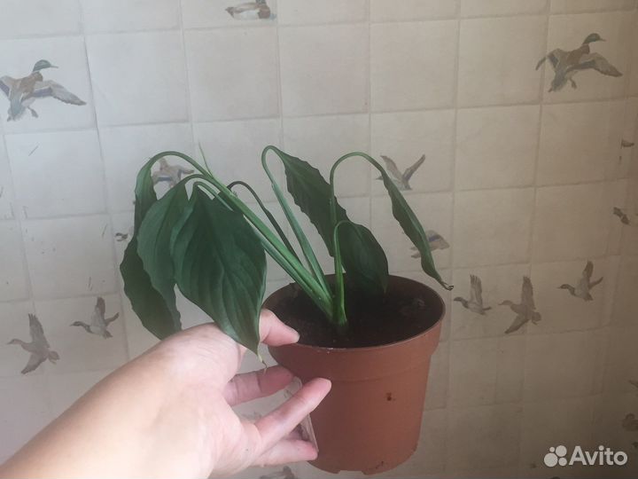 Спатифиллум - женское счастье