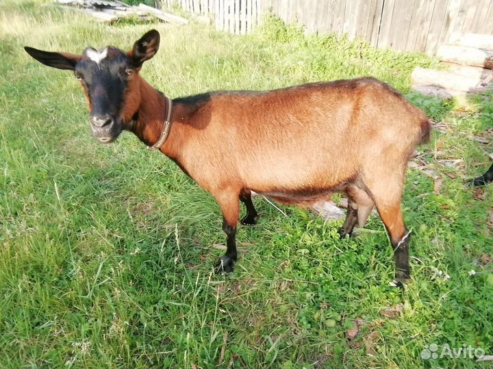 Чешские козы