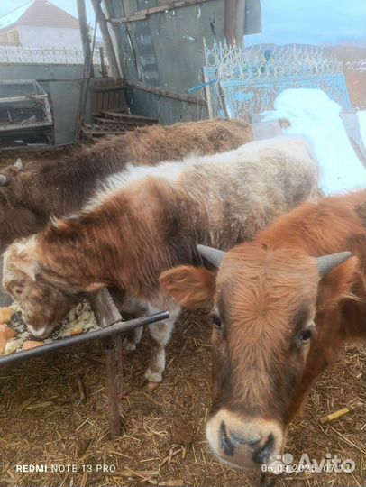 4 бычка ц 220т круг. Торг