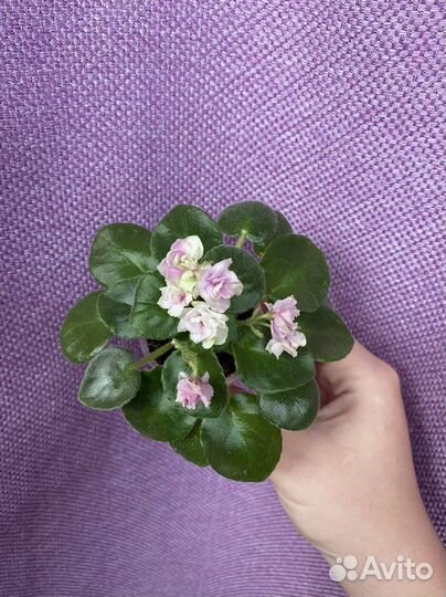 Фиалка Sassy Sister