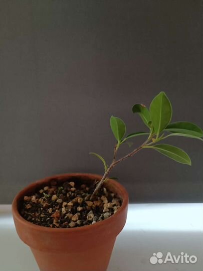 Фикус гинсенг