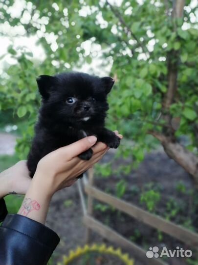 Щенки чихуахуа