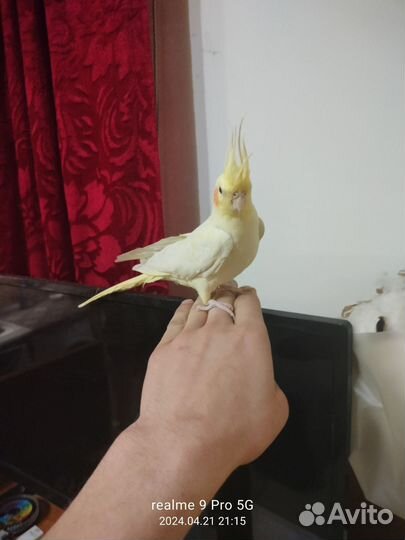 Попугай корелла девочка