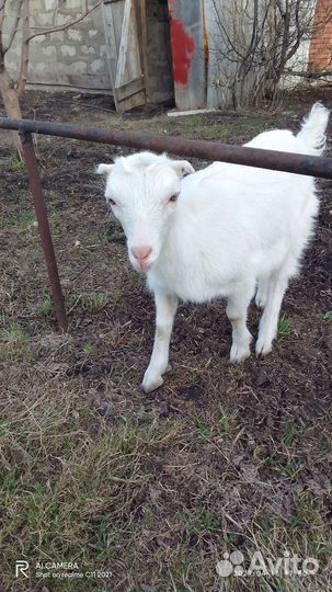 Козлята ламанчата