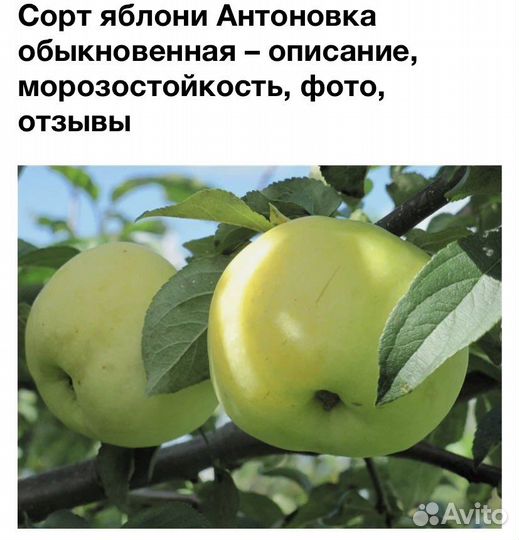 Саженцы весна-2024