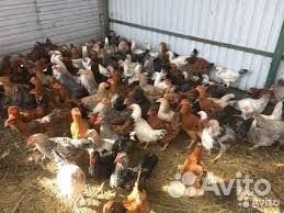 Куры несушки молодки