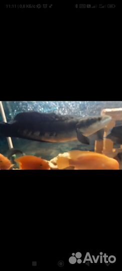 Аквариум с рыбами