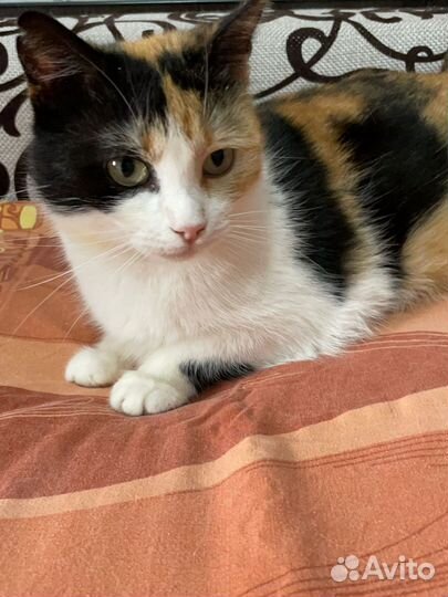 Кошка в дар