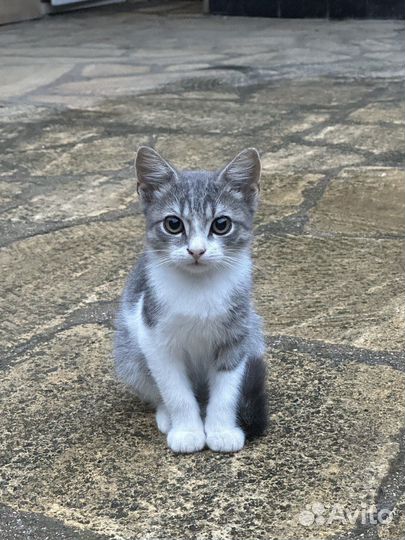 Кошка