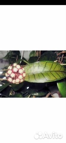 Герань, фиалка