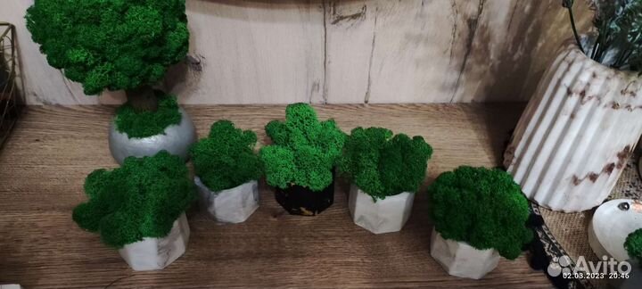 Кашпо со мхом стабилизированным