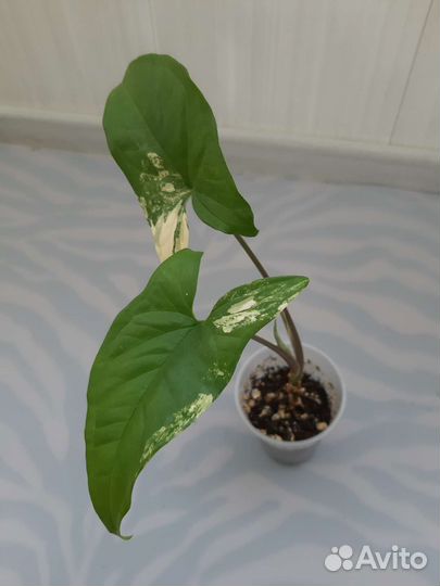 Сингониумы сортовые-3