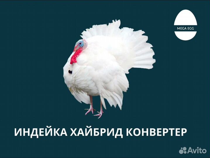 Инкубационное яйцо