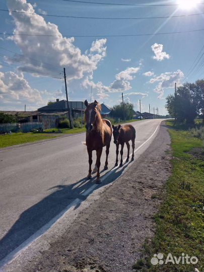Сельское хозяйство