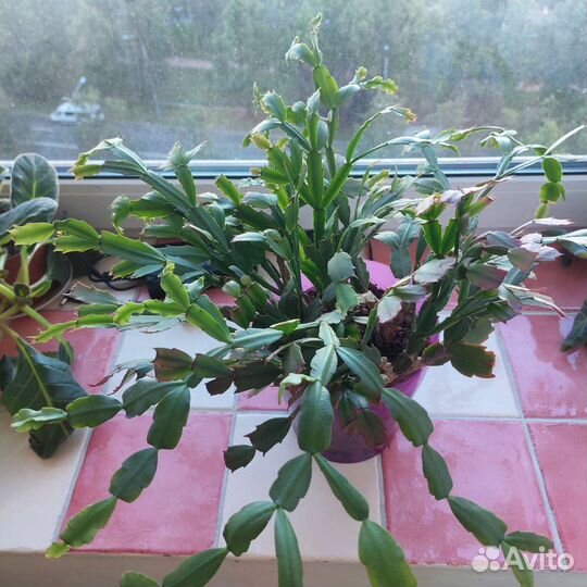 Декабрист, фикус эластика, сингониум